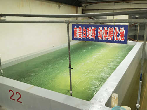 南美白對(duì)蝦幼體孵化池